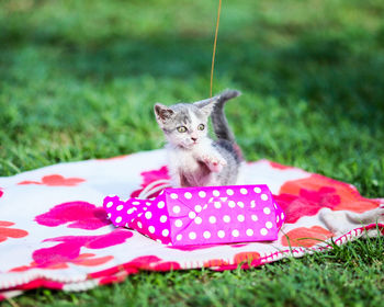 Kitten by bag on picnic blanket at park