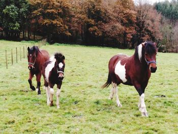 Horses in a field