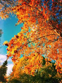 Low angle view of tree against sky during autumn