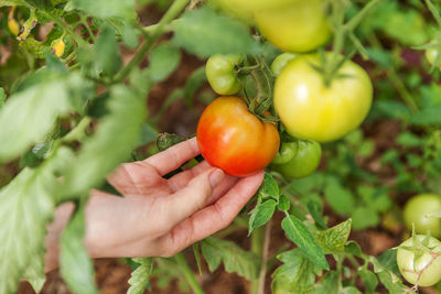 Close-up of hand holding tomatoes