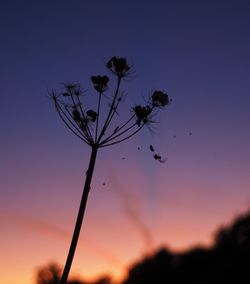 Low angle view of silhouette plant against sky during sunset