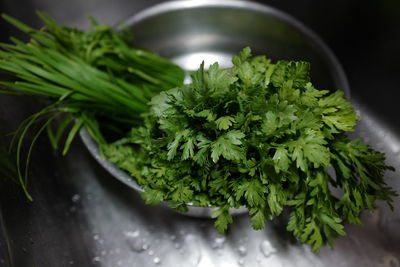 High angle view of wet cilantro in metal bowl