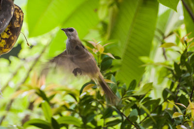 Close-up of bird flying by trees