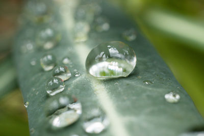 Close-up of water drops on leaves