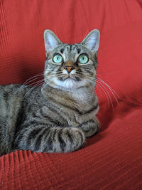 Portrait of tabby cat on sofa