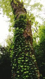 Low angle view of ivy growing on tree trunk