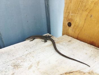 Close-up of lizard on wall