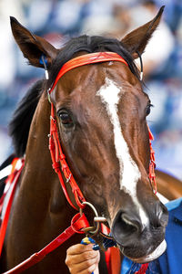 Close-up portrait of a horse