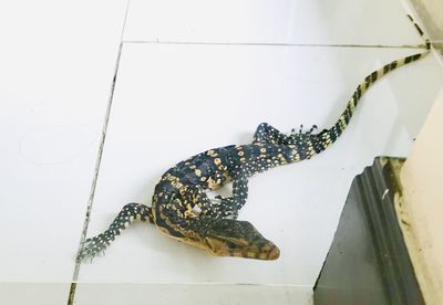 High angle view of a cat on tiled floor