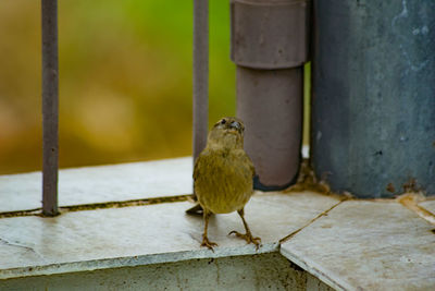 Close-up of bird perching on wall