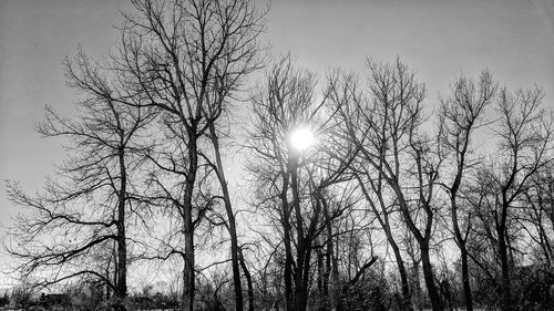 Low angle view of bare trees against sky