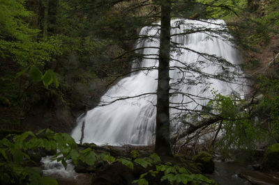 Scenic view of waterfall in forest