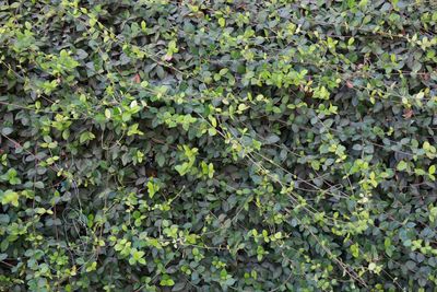 Full frame shot of ivy growing on field