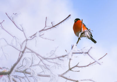 Low angle view of bird perching on branch