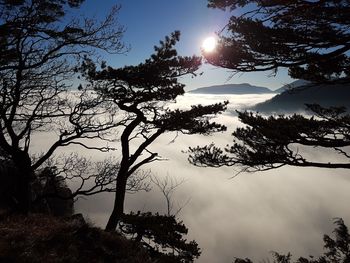 Low angle view of silhouette trees against sky