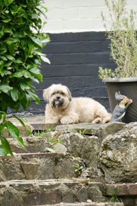 Portrait of dog on walkway by plants