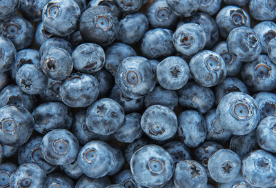 Freshly picked blueberries as a natural food background. concept for healthy eating