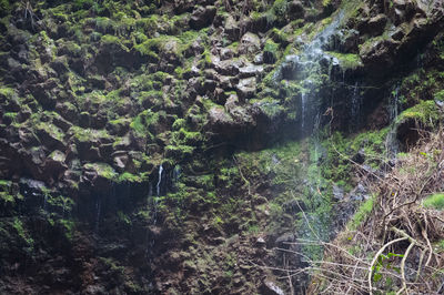 Scenic view of waterfall in forest