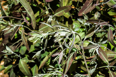 Close-up of fresh green plants
