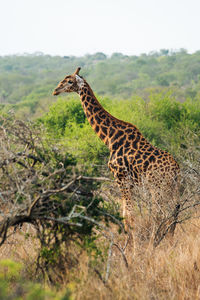 Side view of a giraffe