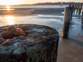 Broken bottle at sundown