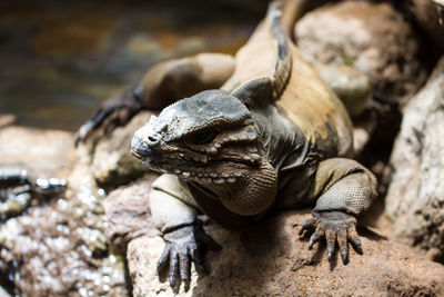 Close-up of lizard on rock