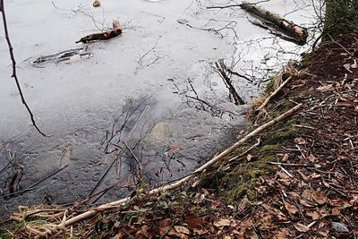 Birds on landscape against sky