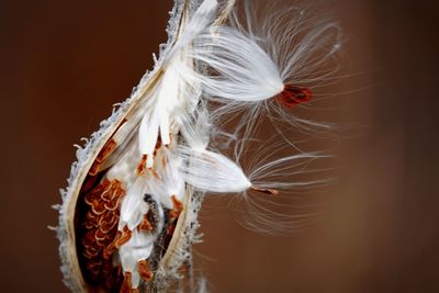 Close-up of milkweed pod