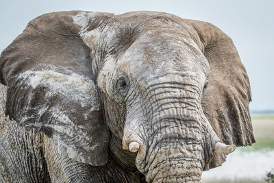 Close-up of elephant against sky