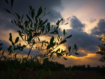 Silhouette tree on field against sky at sunset