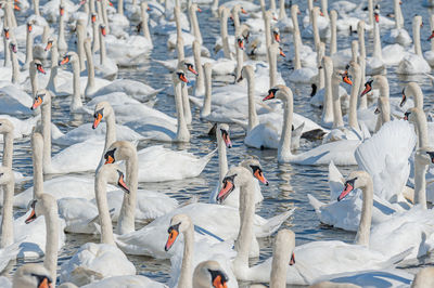 High angle view of birds in lake