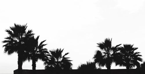 Low angle view of silhouette palm trees against clear sky