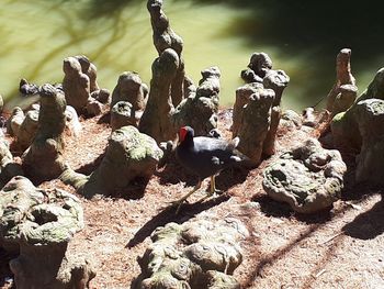 High angle view of ducks on rock by water