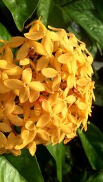 Close-up of yellow flowers