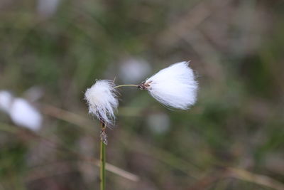 Close-up of white dandelion flower