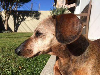 Close-up of dog at back yard