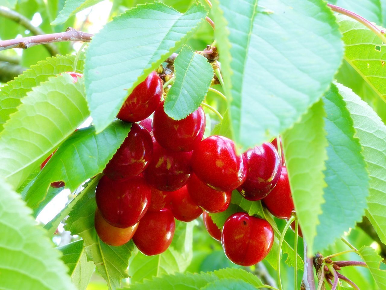 CLOSE-UP OF RED BERRIES GROWING ON TREE