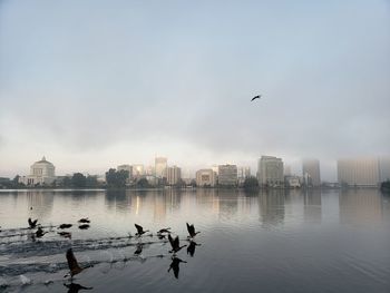 Birds flying over buildings in city