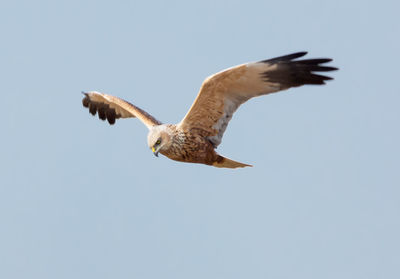 Low angle view of eagle flying against clear sky