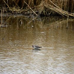 Ducks swimming in lake