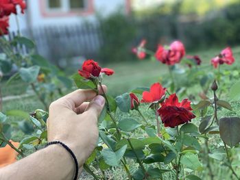 Cropped hand holding red flowering plant