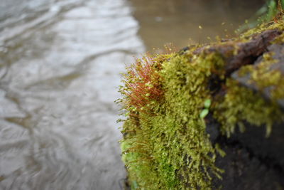 Close-up of moss growing on tree trunk