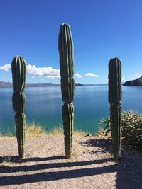 Cactus on wooden post against sky