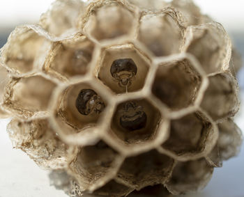 Embrioni di vespa nel nido