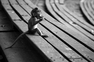 High angle view of monkey sitting on wood