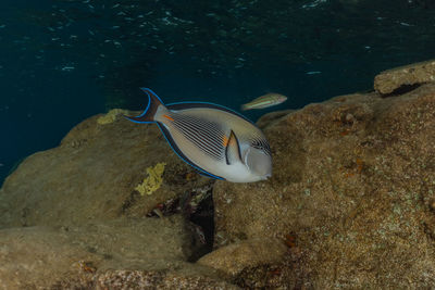 Fish swim in the red sea, colorful fish, eilat israel