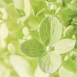 Close-up of green leaves