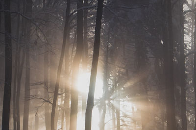 Sunlight streaming through trees in forest