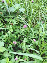 Pink flowers blooming in park