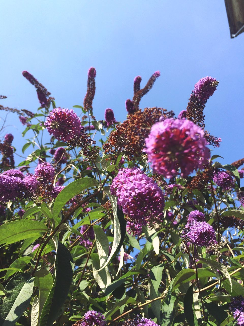 CLOSE-UP OF PINK FLOWERING PLANTS